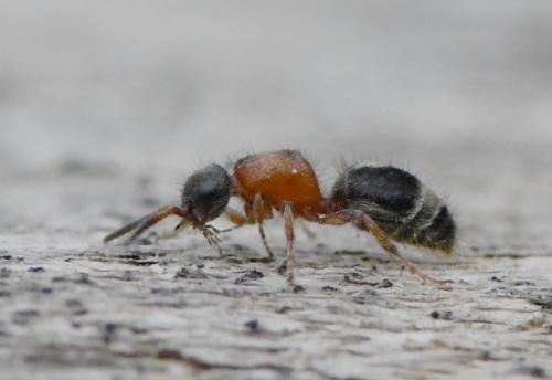 Smicromyrme ruficollis